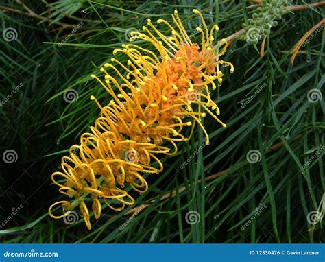 Yellow Grevillea Stock Photo Image Of Native Gavin 12330476