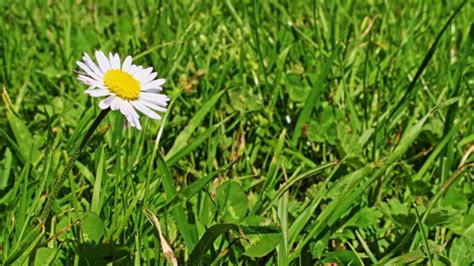 Free Images Nature Blossom White Field Lawn Meadow Prairie