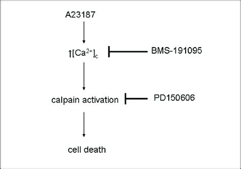 Cytoprotective Action Of BMS 191095 And PD 150606 In C2C12 Cells