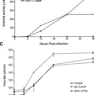 In vitro characterization of BHV 1 IFNγ A For Southern blot