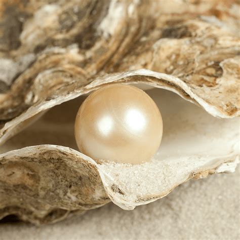 Pearls | Jewelry Expressions