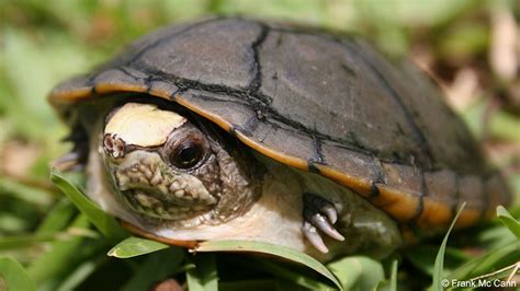 Algas Caribe M Xico Anuncia El Descubrimiento De Nueva Especie De Tortuga