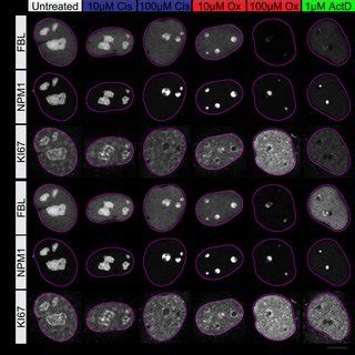 Figure S Immunofluorescence Staining Against Ki In U Os Rainbow