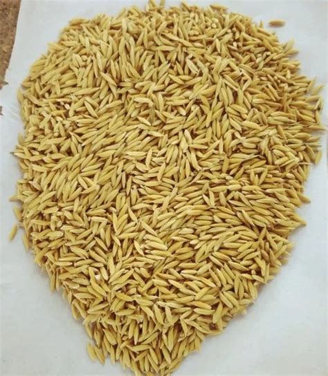 Dried Brown JGL18047 Paddy Seeds For Agriculture Packaging Type