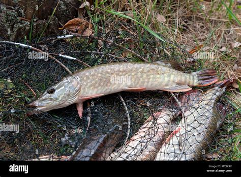 Freshwater Northern Pike Fish Know As Esox Lucius Lying On Landing Net