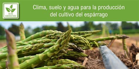 Clima Suelo Y Agua Para La Producci N Del Cultivo Del Esp Rrago