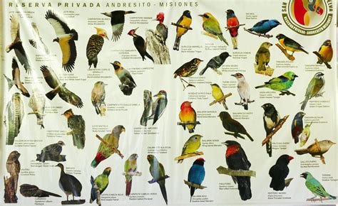 New World Record Set for Most Species of Birds Seen in One Year | Audubon