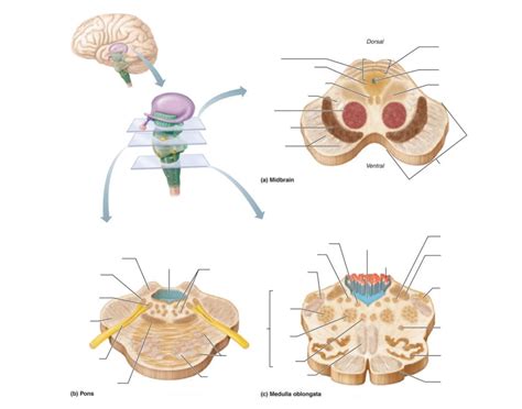 Brain Stem: Cross Section Quiz