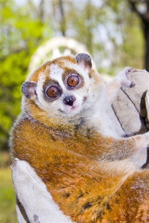 These adorable and unusual species will convince you it's a small world ...