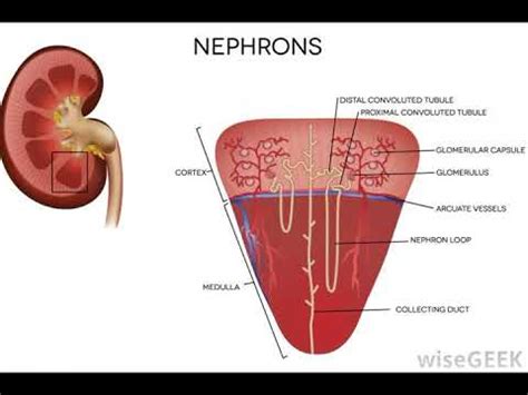 What Are the Medullary Pyramids - YouTube