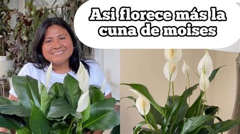 ASI FLORECE MÁS LA CUNA DE MOISES spathiphyllum YouTube