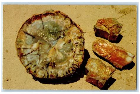 1955 Petrified Log Cross Section Chips Petrified Forest Arizona Vintage