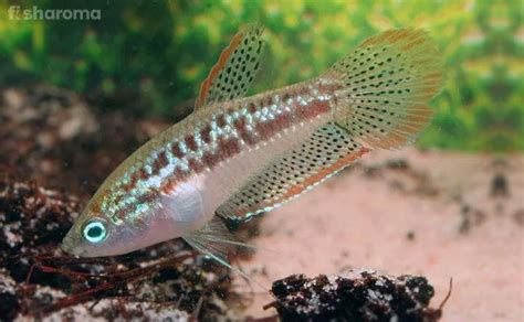 15 Small Freshwater Fish For Nano Aquariums All Inclusive Guide