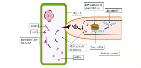 Host Generated Rnai Through Interaction Between Host Plant Cell And