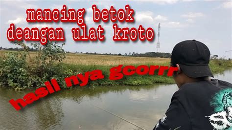 Mancing Ikan Betok Papuyu Rekor Terbanyak Pake Umpan Ulat Kroto