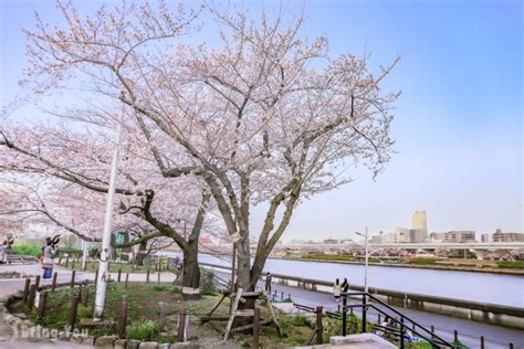 【东京赏樱景点】隅田公园樱花祭：隅田川畔拍摄晴空塔的经典樱花照 Bringyou