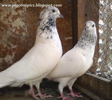 Sialkoti Jonsiray Pigeons Kabooter Pigeons Pics Latest Pigeons