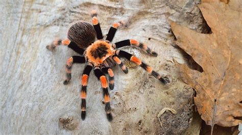 What Are Arachnids? - WorldAtlas.com