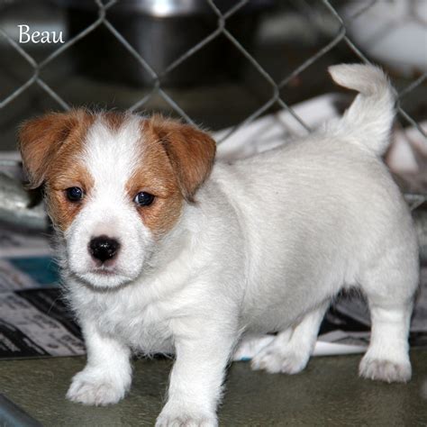 Shortie Jack Russell Puppies Of Awesome Qualities And Personalities