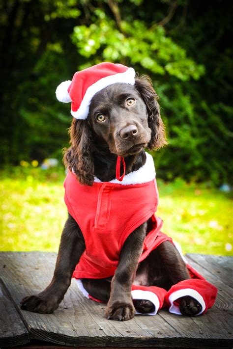 Boykin Spaniel Spaniel Puppies Boykin Spaniel Puppies Puppy Mom