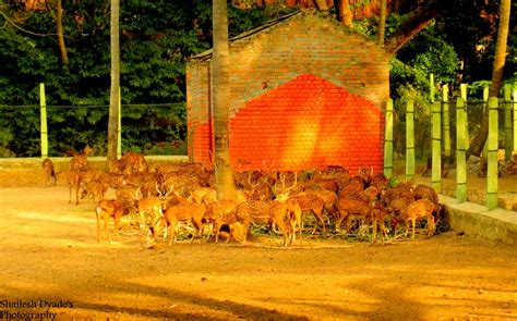 Magical Shots: Mysore Zoo Animals..!!