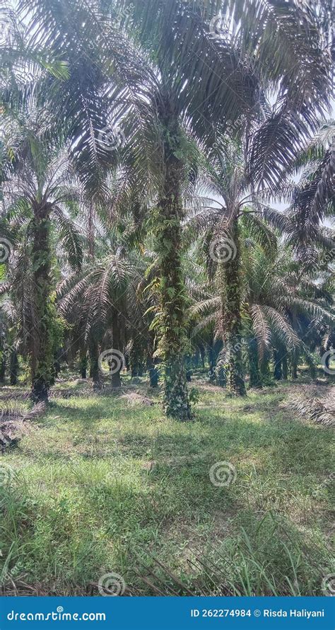 Palm oil plantation stock photo. Image of deciduous - 262274984