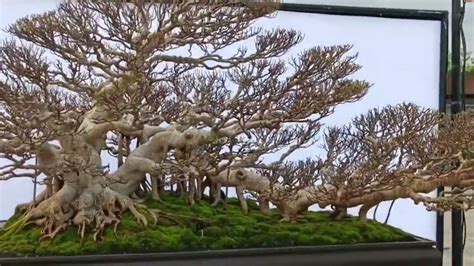 Inspirasi Bonsai Kimeng Kereta Kencana Pamnas Gianyar Youtube