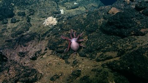 Muusoctopus Yaquinae Northeast Pacific Deep Exploration Project A