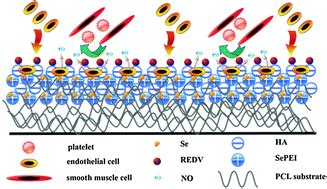 Rapid In Situ Endothelialization Of A Small Diameter Vascular Graft