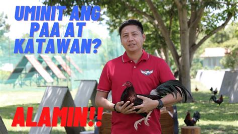 SABONG TIPS Mainit Na Paa At Katawan Ng Manok Sa Araw Ng Laban Paano