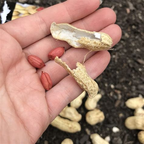 Shelled Peanut Seeds In Hand Shelled Peanuts Stuffed Shells Organic Vegetables Growing Food