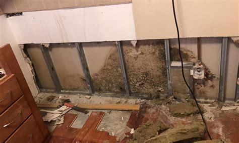 When Is Mold Remediation Necessary In A Maryland Home MoldGone Net