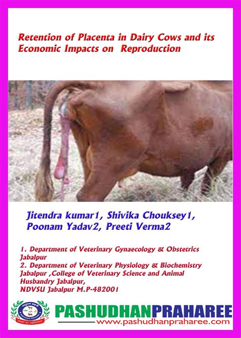 Retained Placenta In Cows Causes - All About Cow Photos