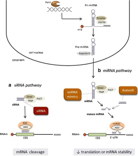 Synthetic Rnai Based Drugs Modulate Rnai Pathways A Sirna Pathway