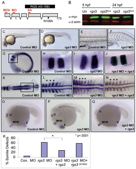 Rgs Morphant Phenotypes And Functional Rescue Schematic Of Zebrafish