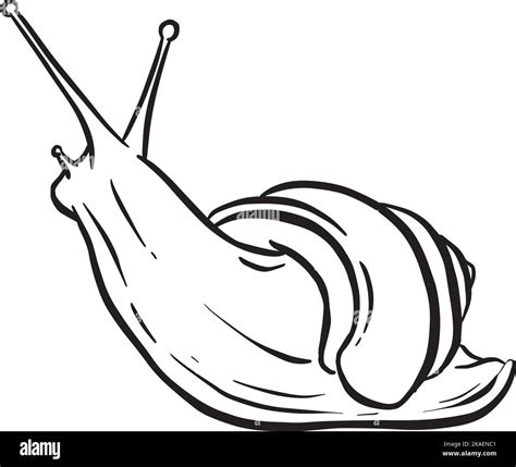 Line Art Outline Of A Garden Snail With Shell For Logo Or Mascot Design