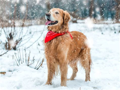 Beware Of Grit When Walking Your Dog In The Snow Uk Pets