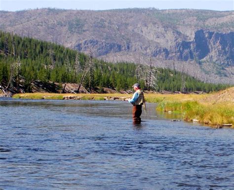 Fly Fishing The Madison River In Montana Editorial Stock Image Image