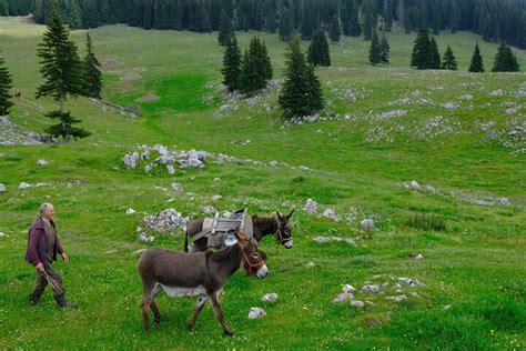 Private Full Day Hiking Tour In Piatra Craiului National Park In Brasov