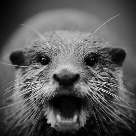 The latest in living life.: A shocked otter