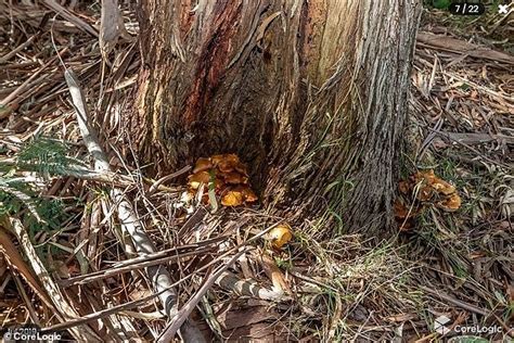 Leongatha Mushroom Poisoning Wailing Heard Inside The Property Where