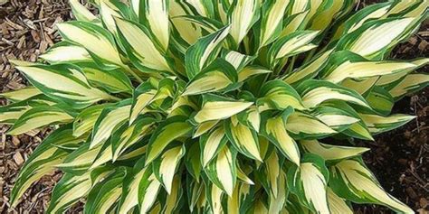 13 Sensational Variegated Hosta Varieties