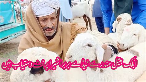 Mundra Chetra Mandi Dera Ghazi Khan Ka Visit Nadir Baloch Goat Farm