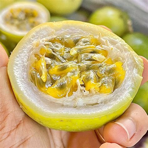 chanh day vang huong oi nong san sach dalavi