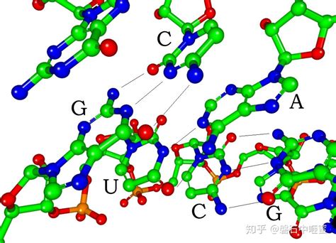 核糖核酸 RNA 知乎