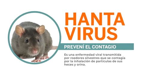 El Brote De Hantavirus En Chubut Es El M S Grave Letal E Inusual De Su