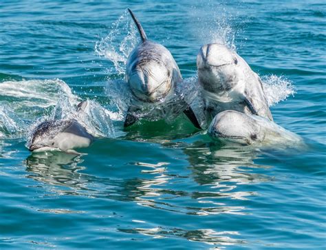 Sea Wonder Rissos Dolphin National Marine Sanctuary Foundation