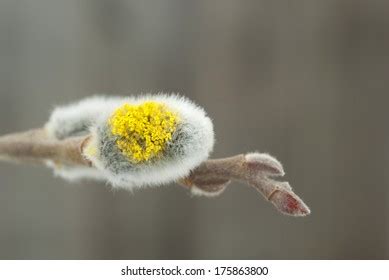 Pussy Willow Buds Stock Photo 225991231 Shutterstock