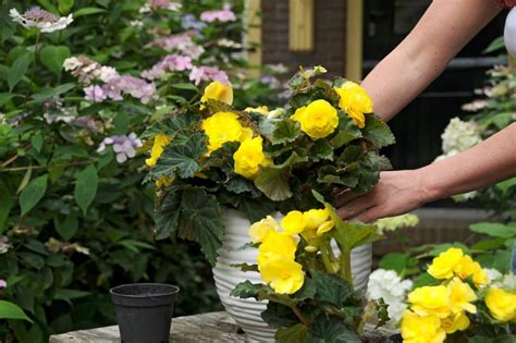 Cltivo y cuidado de la begonia tuberosa para que dé bonitas flores