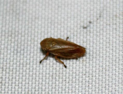 Meadow Spittlebug From Netherton Dudley Uk On June At